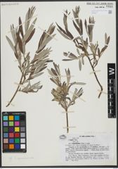Foto von Salix viminalis L.